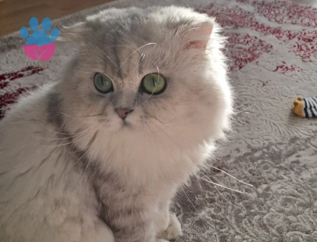 British Longhair Oğluma Kız Arıyorum