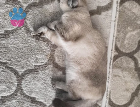 Scottish Fold Kızım İçin Eş Arıyorum