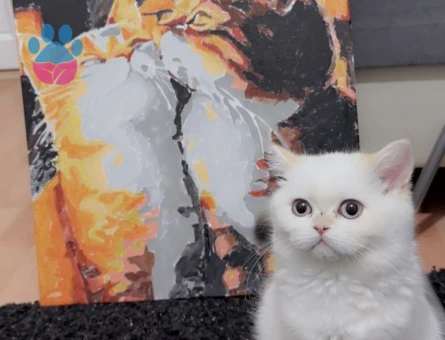 British SHorthair Kedime Erkek eş aranıyor