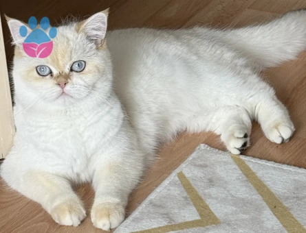 British SHorthair Kedime Erkek eş aranıyor