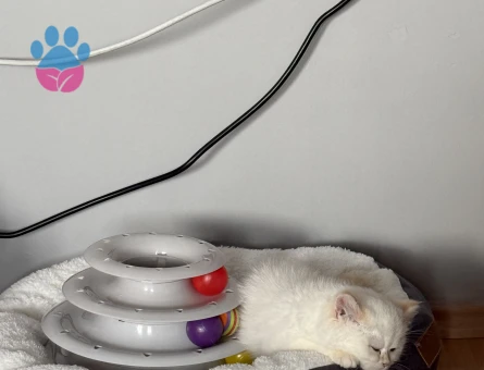 British SHorthair Kedime Erkek eş aranıyor