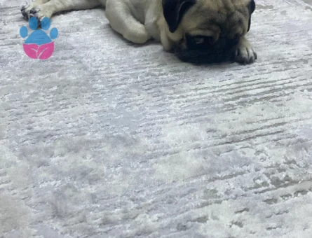 Pug köpeğime dişi arıyorum