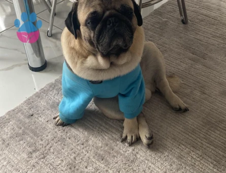Pug köpeğime dişi arıyorum