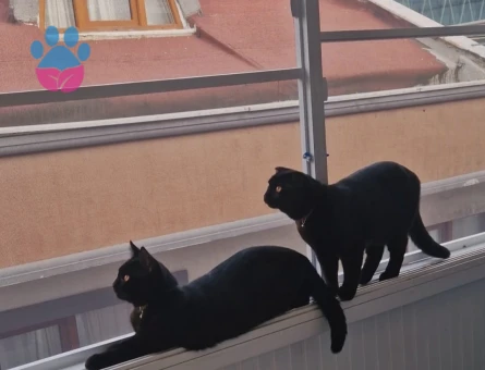 Scottish Fold Kedime Dişi gelin arıyoruz