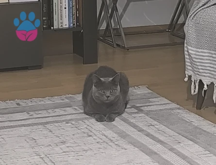 British Shorthair Kedimize eş arıyoruz