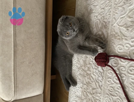 Scottish Fold Oğluma Eş Arıyorum 2 Yaşında