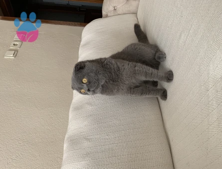 Scottish Fold Oğluma Eş Arıyorum 2 Yaşında