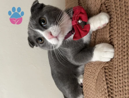 Sağlıklı Scottish Shorthair Oğluma Eş Arıyorum