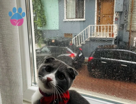 Sağlıklı Scottish Shorthair Oğluma Eş Arıyorum