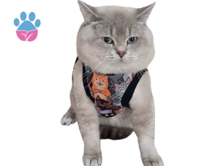 British Shorthair Zombie Eş Arıyor