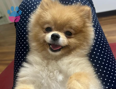 Kızıma eş arıyorum acil