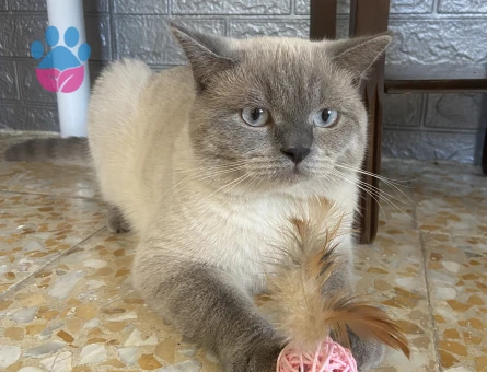 british blue point oğlum için eş arıyorum