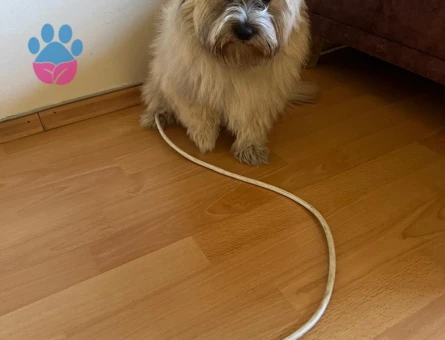 maltipo eekek eş arıyorum