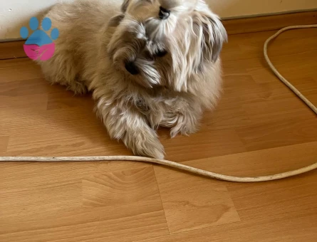 maltipo eekek eş arıyorum