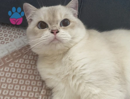 Tatlı oğluma eş arıyorum