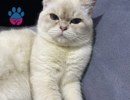 Tatlı oğluma eş arıyorum