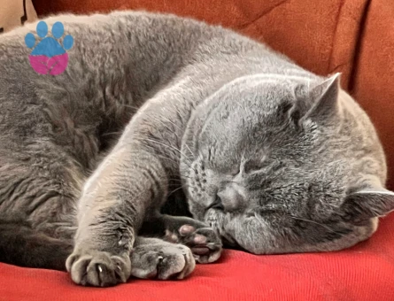 Halley⭐️ için eş arıyorum