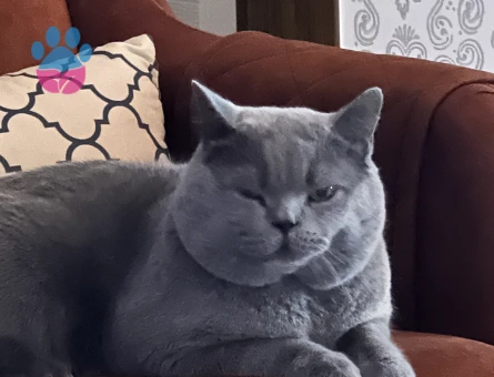 Halley⭐️ için eş arıyorum