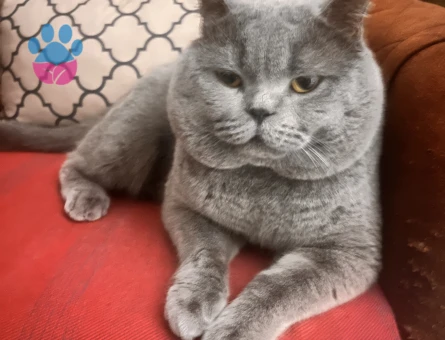 Halley⭐️ için eş arıyorum