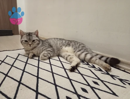 Beyaz yada sarı renk tercihimiz