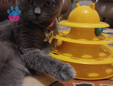 Güzel kızıma eş arıyorum