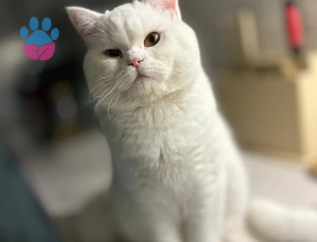 SALEM VE MARS İKİ ERKEK KARDEŞ