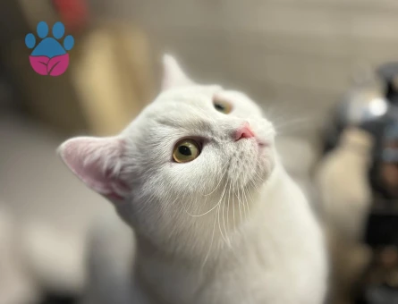 SALEM VE MARS İKİ ERKEK KARDEŞ