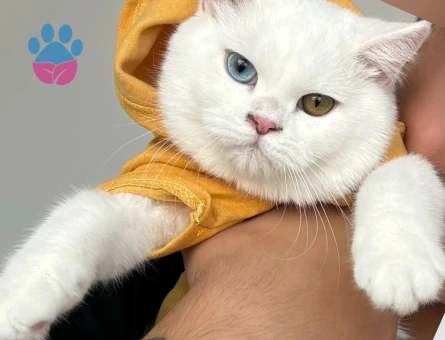 SALEM VE MARS İKİ ERKEK KARDEŞ