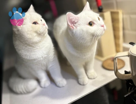 SALEM VE MARS İKİ ERKEK KARDEŞ