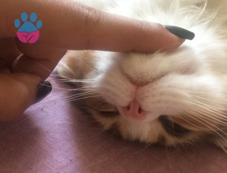 Tatlı kızımıza damat adayları arıyoruz