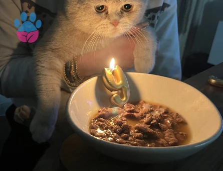 1 yaşında oğluma dişi arıyoruz