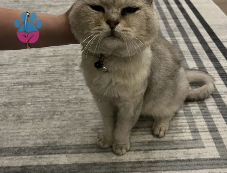 Scottish Fold Çaso için eş arıyoruz