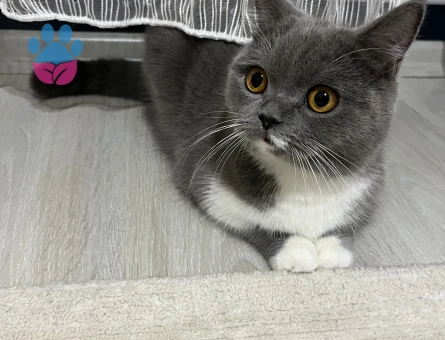 British Shorthair Dişi Kedime Eş Arıyorum
