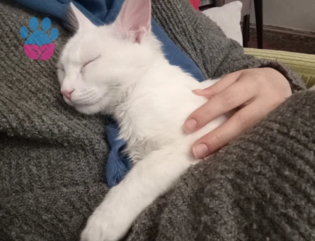 Ankara Kedisi Oğluma Eş Arıyorum