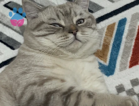 Scottish Straight Kedime eş arıyorum