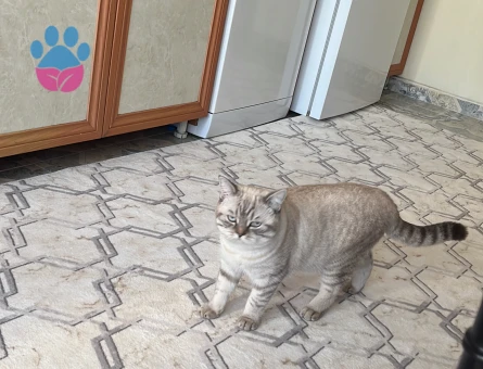 Scottish Straight Kedime eş arıyorum