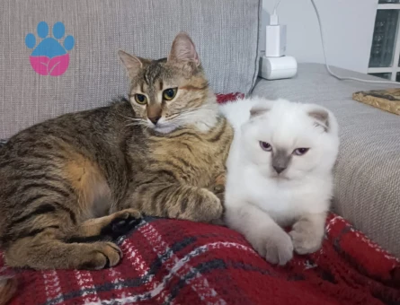 Scotttish Fold Kedime Eş arıyorum