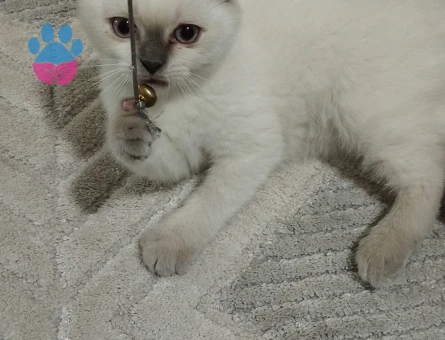 Scotttish Fold Kedime Eş arıyorum