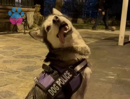 Husky Kızımız lady’e Sağlıklı Bir Eş Arıyoruz