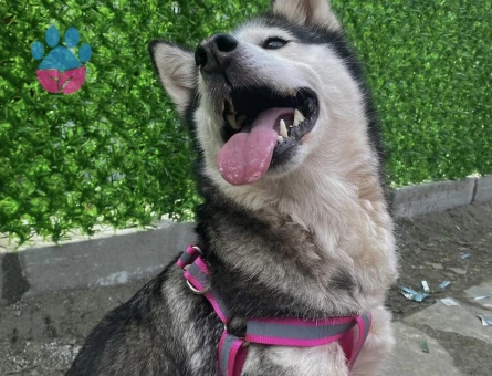 Husky Kızımız lady’e Sağlıklı Bir Eş Arıyoruz