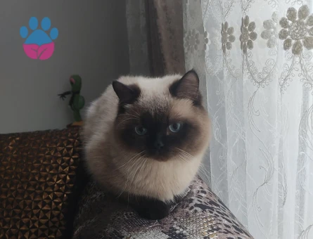 British Shorthair 1 Yaşındaki Kedime Eş Arıyorum