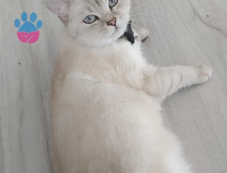 British Cinsi Dişi Kedime Eş Arıyorum