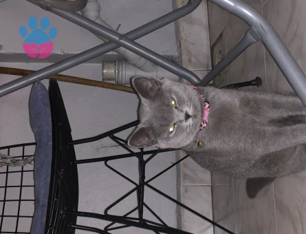 British Shorthair 1 Yaşında Eş Arıyor