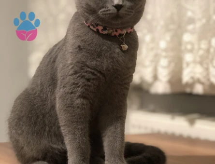 British Shorthair 1 Yaşında Eş Arıyor