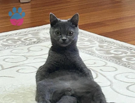 Kedime dişi arıyorum