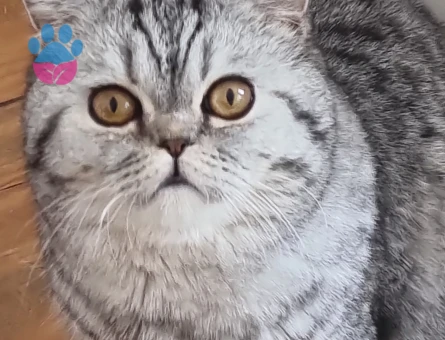 Şimoya eş arıyoruz