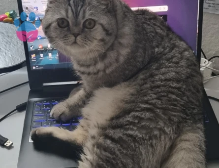 Şimoya eş arıyoruz