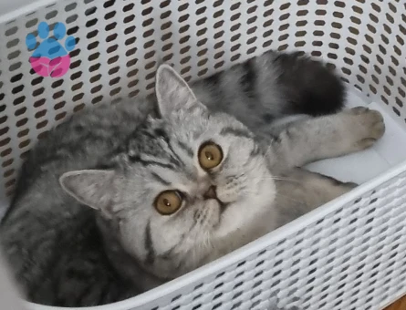 Şimoya eş arıyoruz