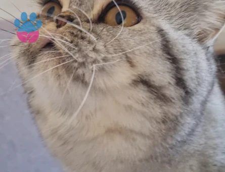 British Shorthair Kedim Şimoya eş arıyoruz