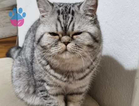 British Shorthair Kedim Şimoya eş arıyoruz